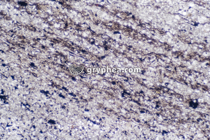 Pelite LPNA x10 - gryphea.com